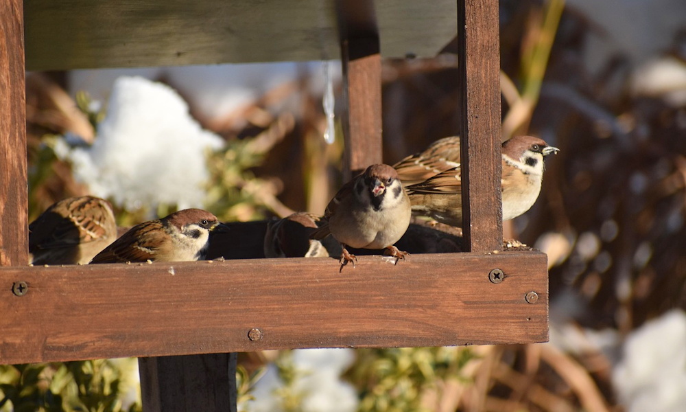 A verébtársadalom titkos szabálykönyve – avagy mi történik az etetőd körül?