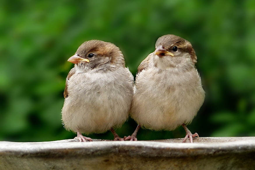 verebtarsadalom titkos 03