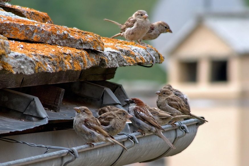 verebtarsadalom titkos 04