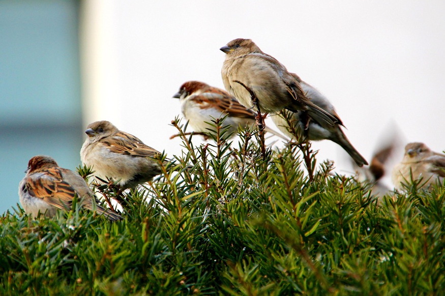 verebtarsadalom titkos 05