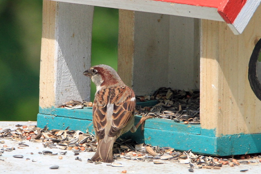 verebtarsadalom titkos 06