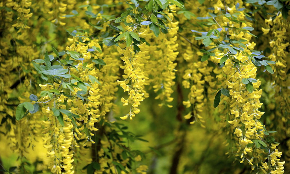 Aranyeső a kertben: a tavasz legsárgább, legszebb, legveszélyesebb csábítása