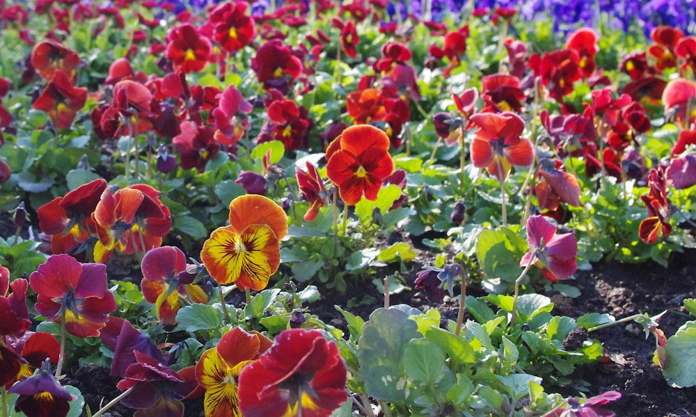 Az árvácska kettős élete – miért virágzik télen is, és meddig bírja a fagyot?