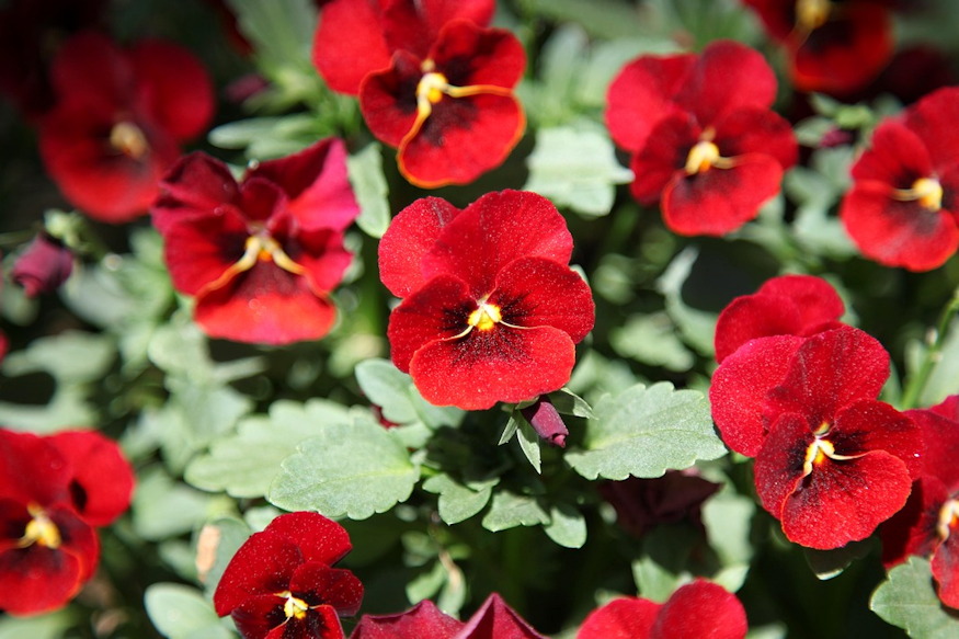 arvacska kettos elete 02