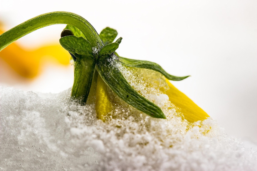 arvacska kettos elete 03