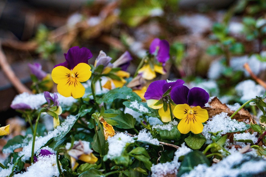 arvacska kettos elete 04