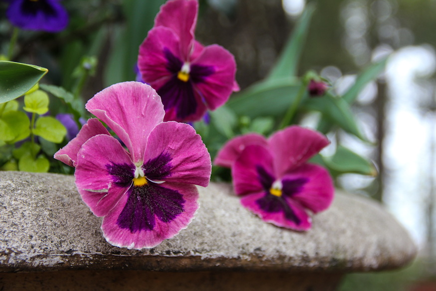 arvacska kettos elete 05