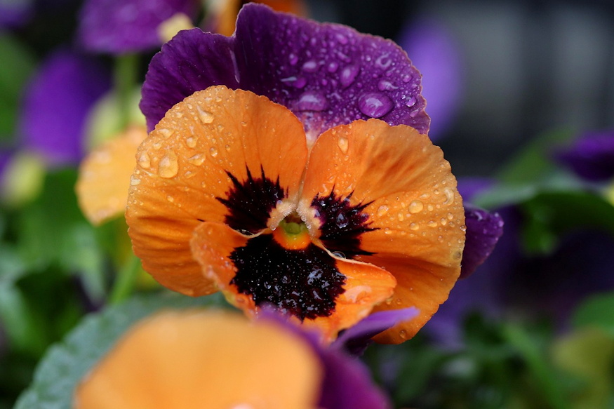 arvacska kettos elete 06