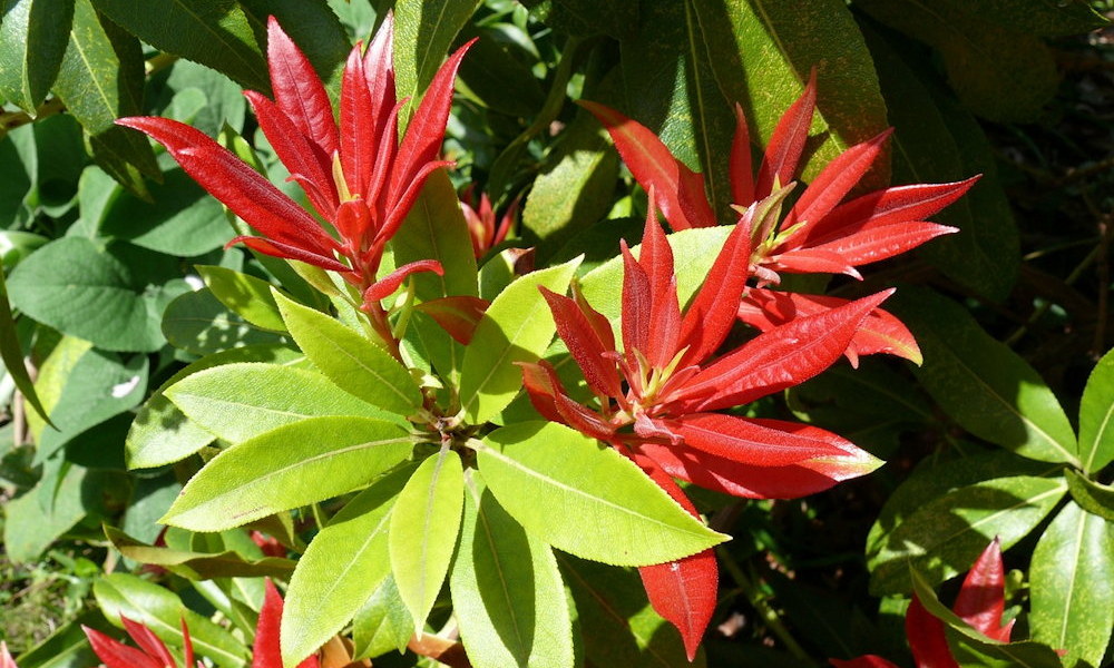 Babérhanga – az örökzöld, amely tavasszal lángra kap