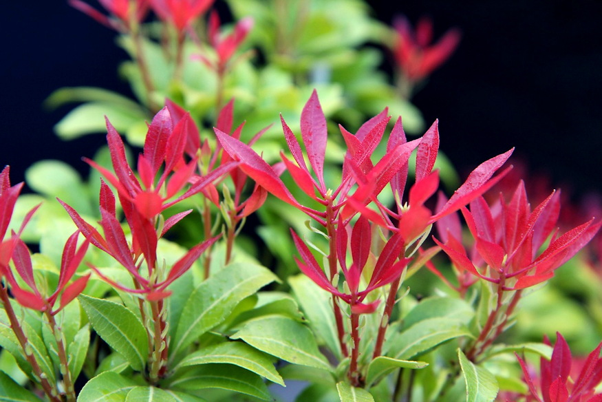 baberhanga tavasszal langra kap 02