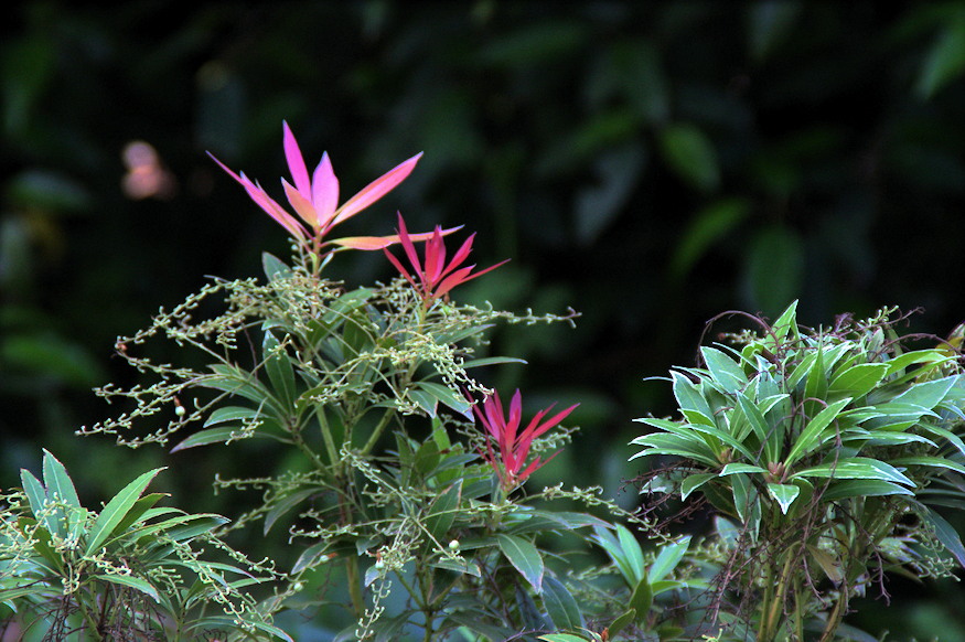 baberhanga tavasszal langra kap 03