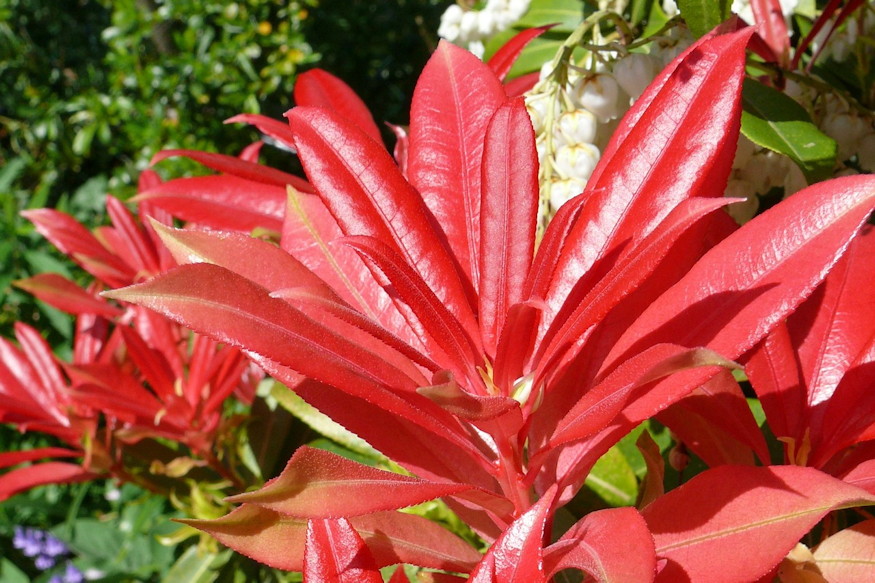 baberhanga tavasszal langra kap 05