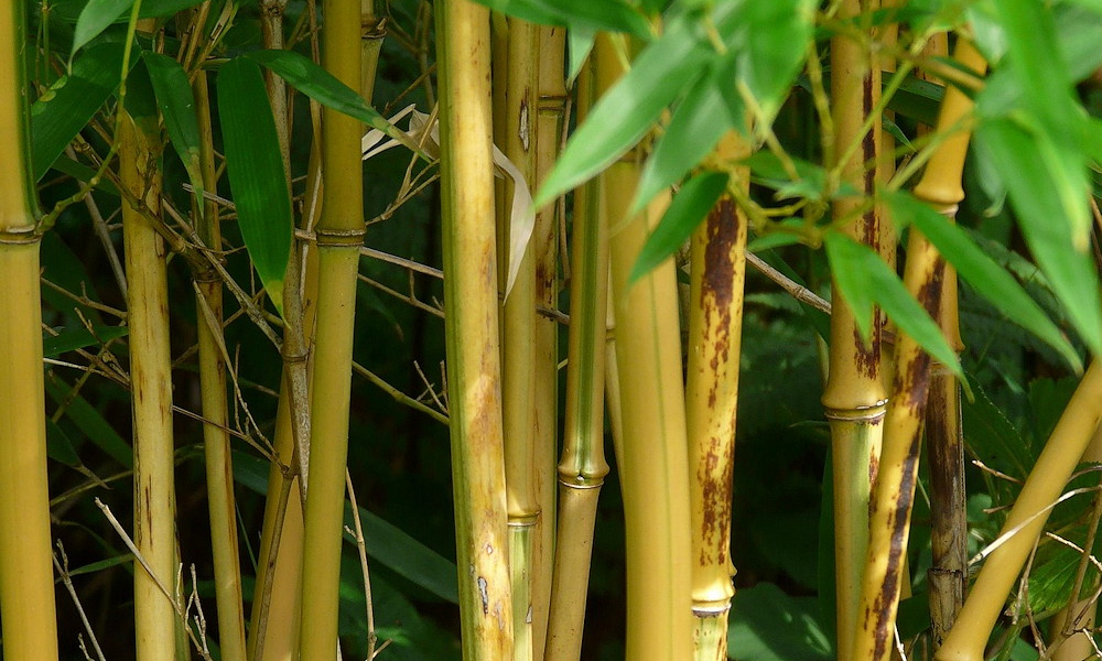 Bambuszok a kertben – mozgás, hang és fegyelem egyetlen növényben