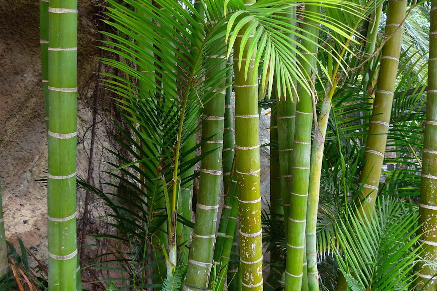 bambuszok a kertben 02