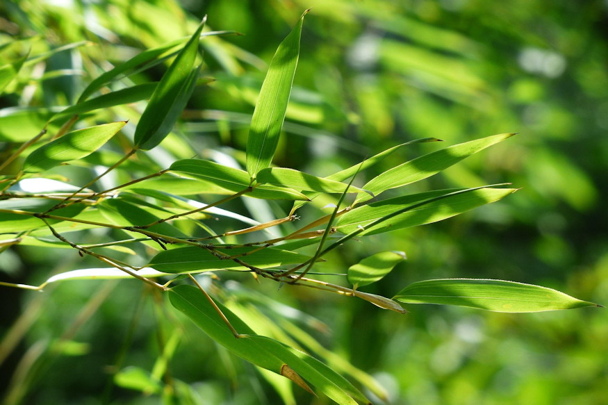 bambuszok a kertben 03