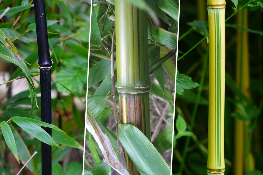 bambuszok a kertben 05