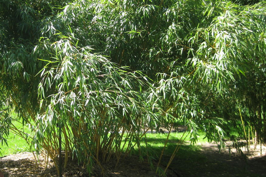 bambuszok a kertben 06