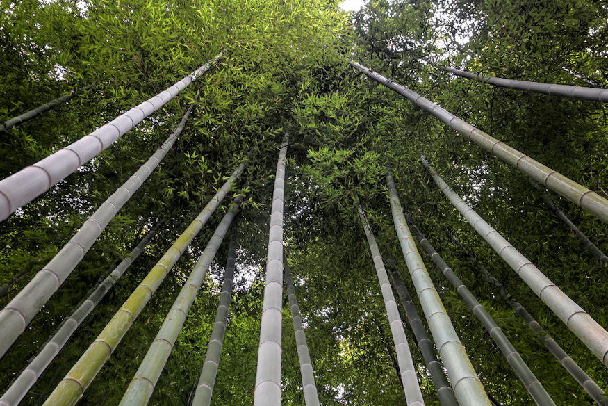 bambuszok a kertben 07