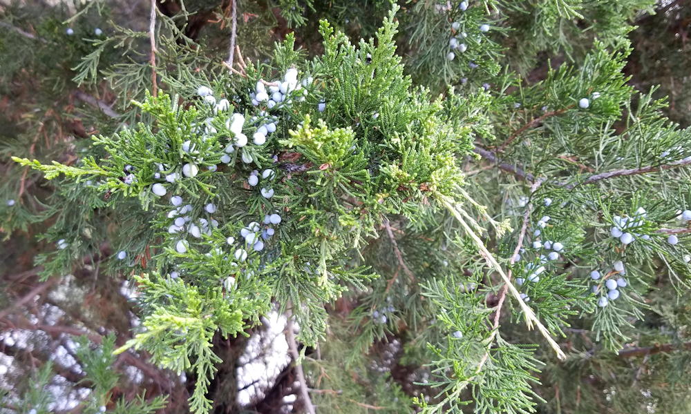 Borókák a kertben – örökzöldek, amelyek túléltek korokat és divatokat