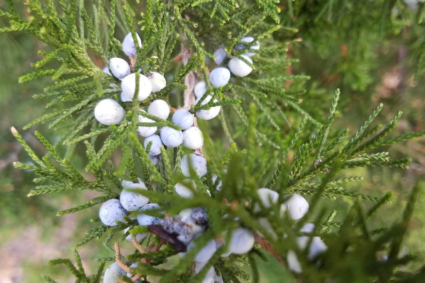 borokak kertben orokzold 02