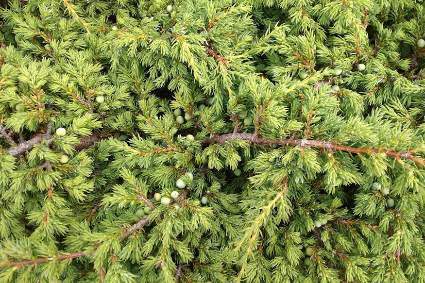 borokak kertben orokzold 03