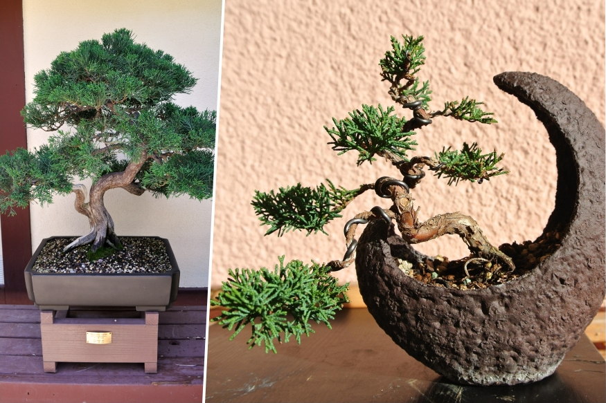 borokak kertben orokzold 04