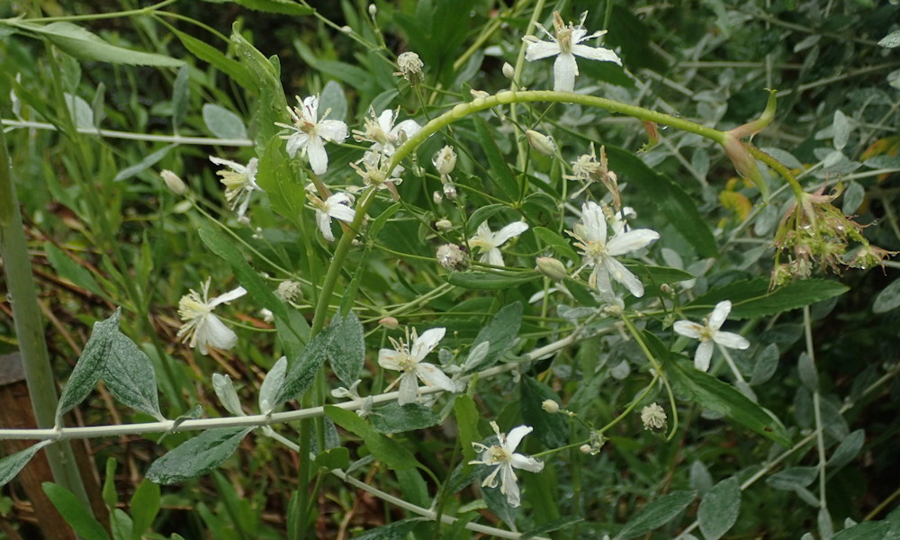 Iszalag, ami nem kertészeti klisé – Clematis songarica