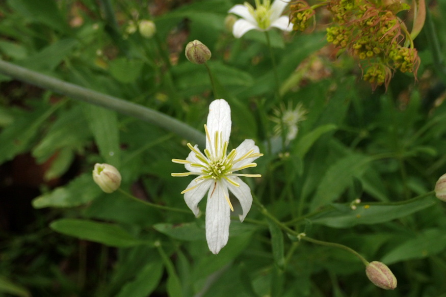 clematis songarica iszalag 02
