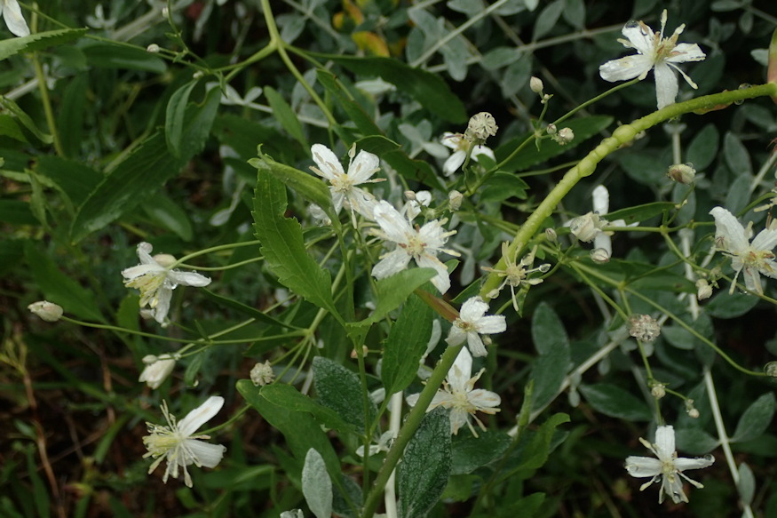 clematis songarica iszalag 03