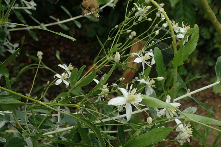 clematis songarica iszalag 04