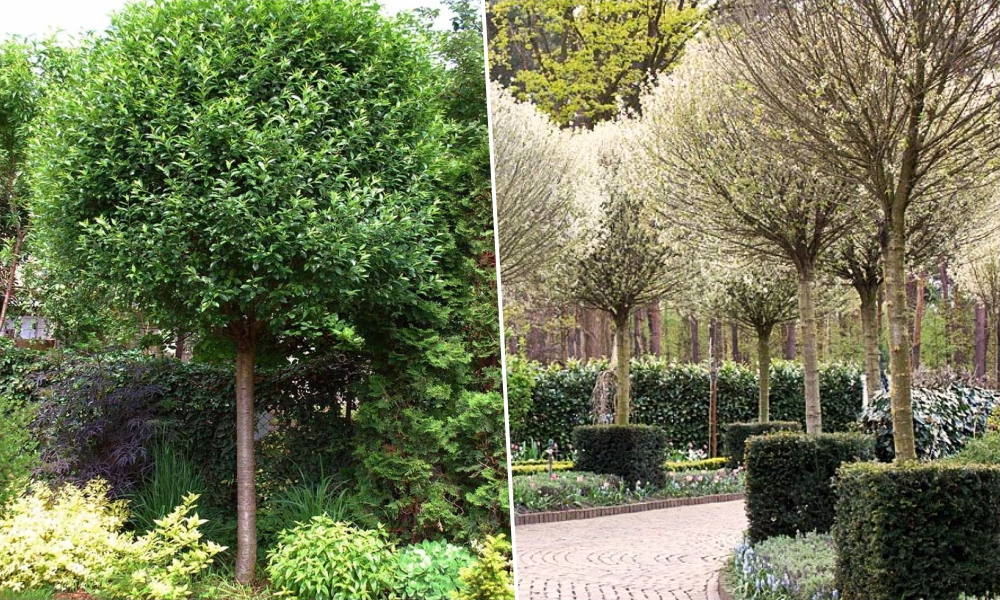 Csepleszmeggy és gömbmeggy – két különböző karakter, egy közös történet