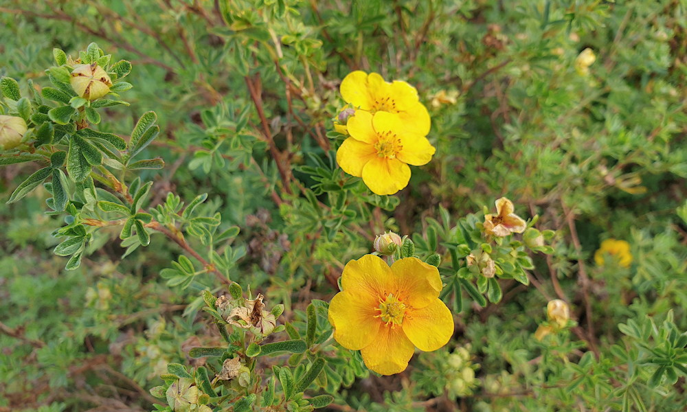 Cserjés pimpó – a kert vidám, strapabíró színmestere