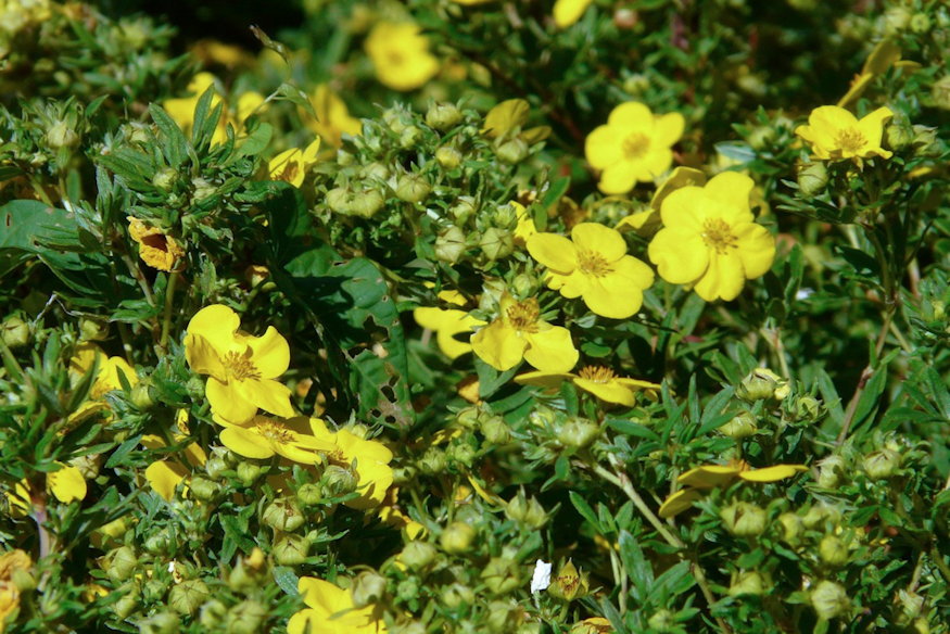 cserjes pimpo strapabiro 02