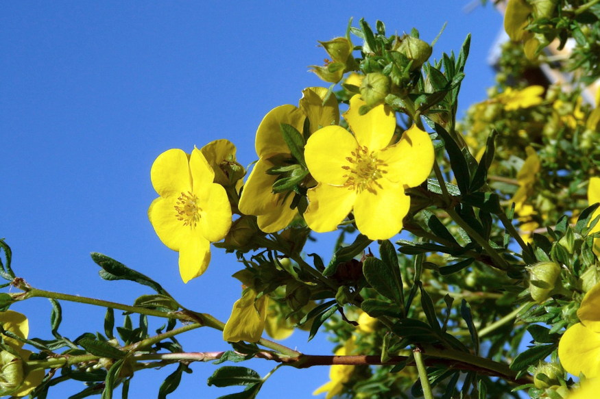 cserjes pimpo strapabiro 03