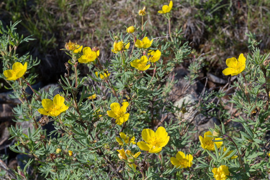 cserjes pimpo strapabiro 04