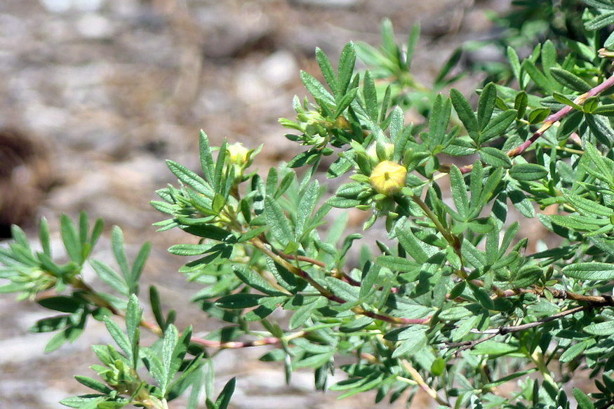 cserjes pimpo strapabiro 05