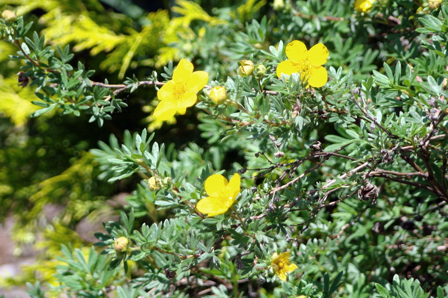 cserjes pimpo strapabiro 06