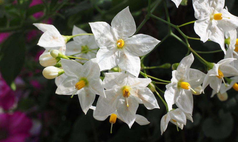 Csüngő jázmin – a mediterrán báj, ami sosem fárad el a virágzásban