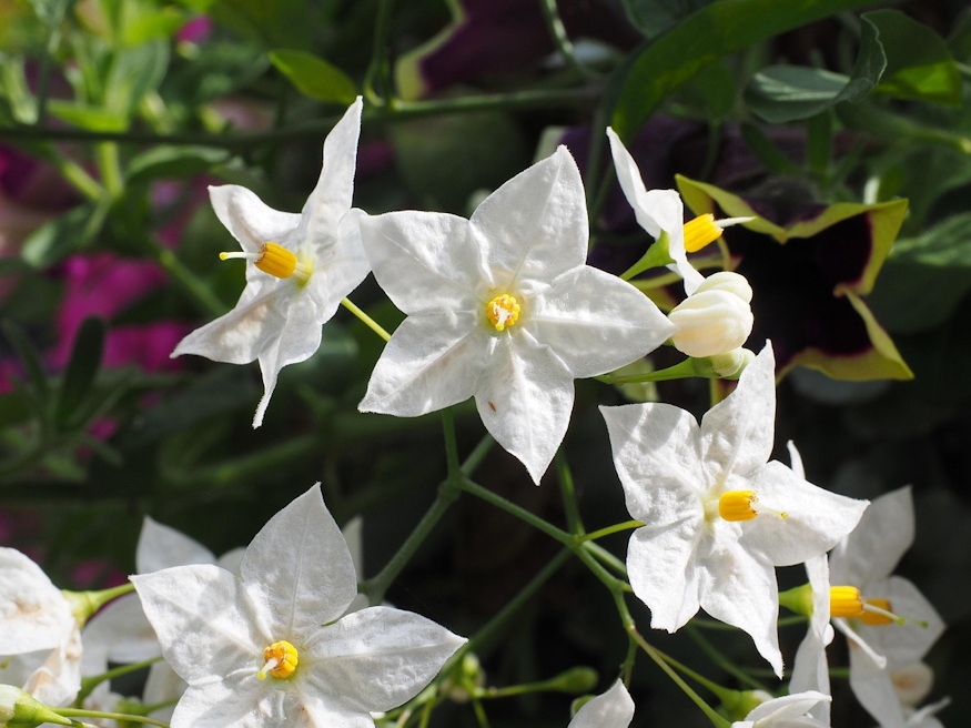 csungo jazmin mediterran 02