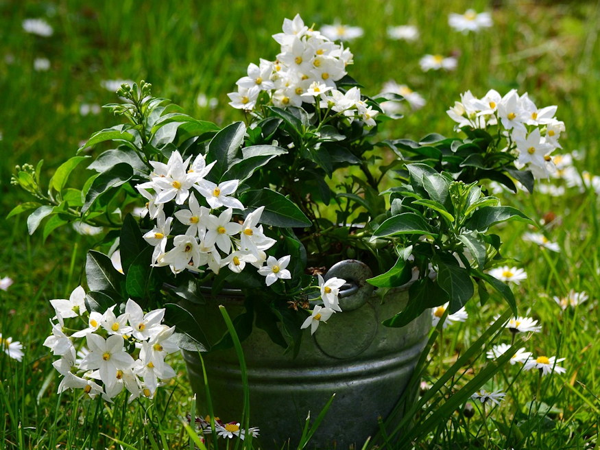 csungo jazmin mediterran 04