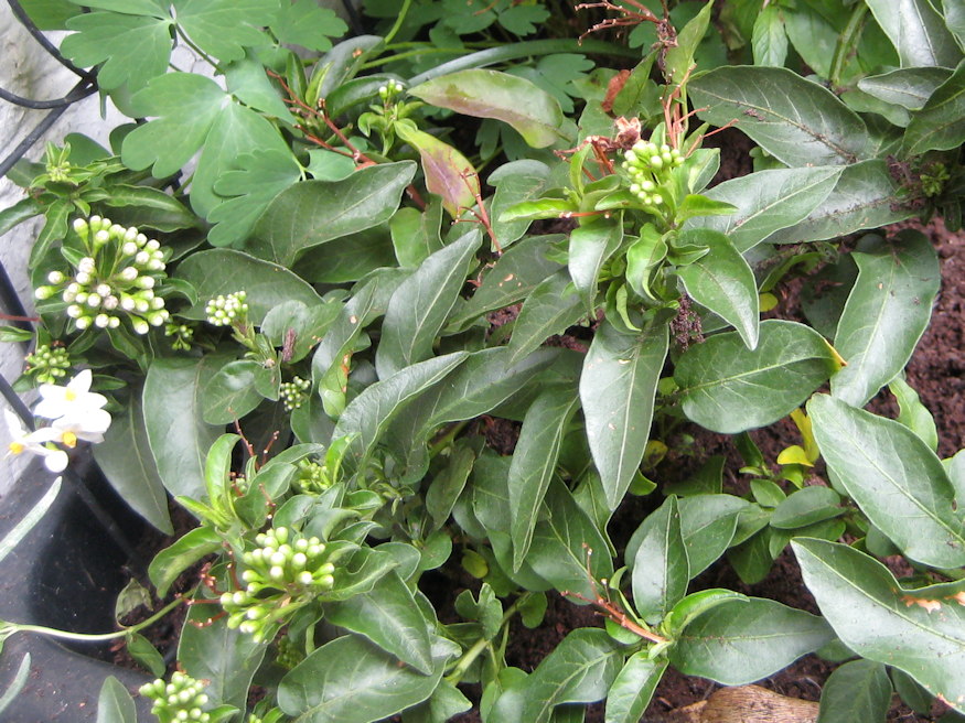 csungo jazmin mediterran 05