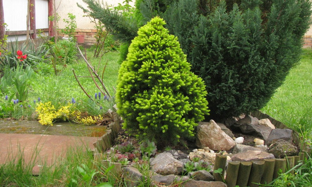 Cukorsüvegfenyő – a kert legaranyosabb minifenyője, amely minden évszakban díszít