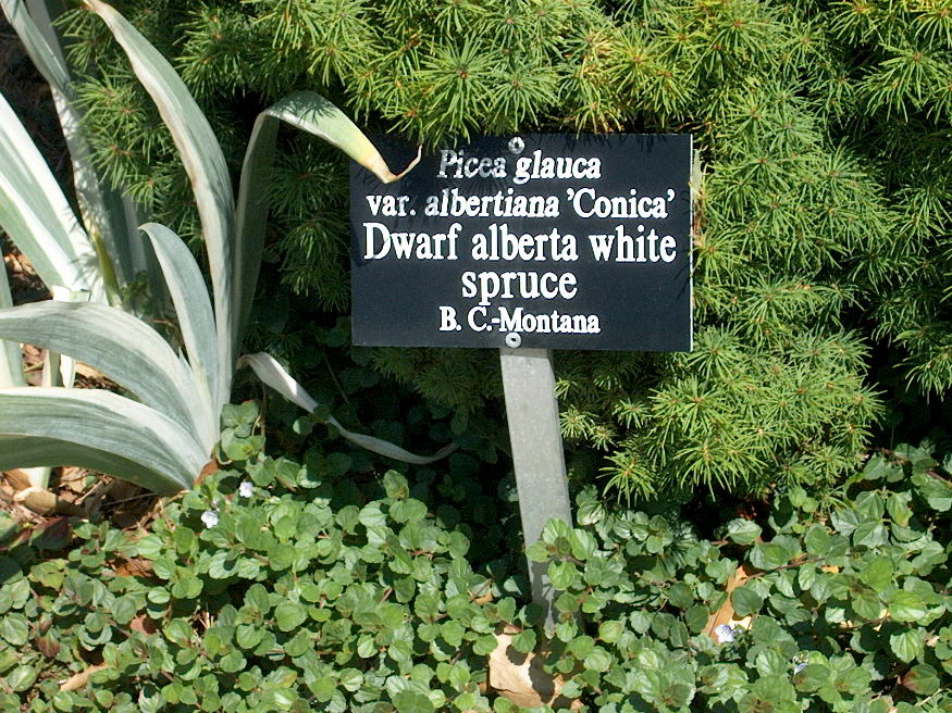 cukorsuvegfenyo minden evszakban 02