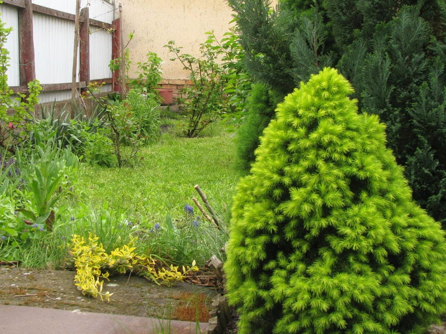 cukorsuvegfenyo minden evszakban 03