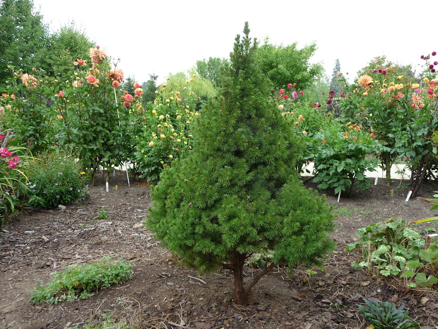 cukorsuvegfenyo minden evszakban 06