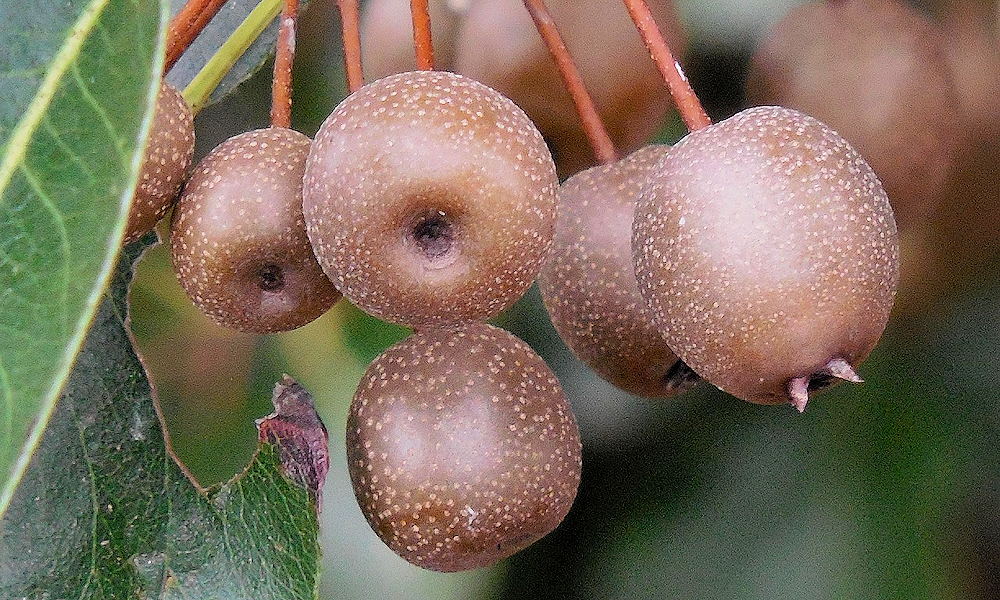 Díszkörték – az elegáns városi fák, amik tavasszal hófehérbe, ősszel lángba borítják a kertet