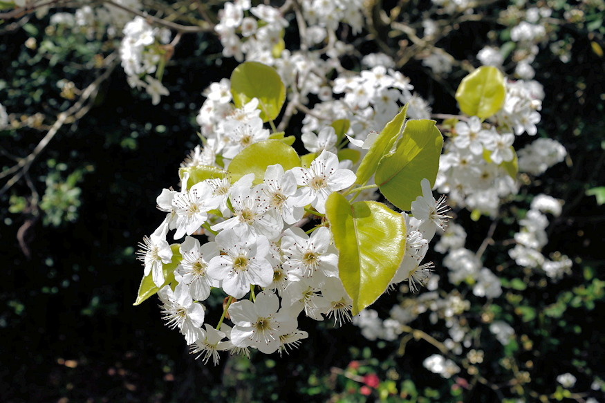 diszkortek elegans varosi fak 02