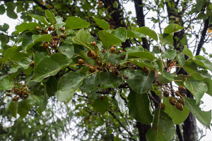 diszkortek elegans varosi fak 03