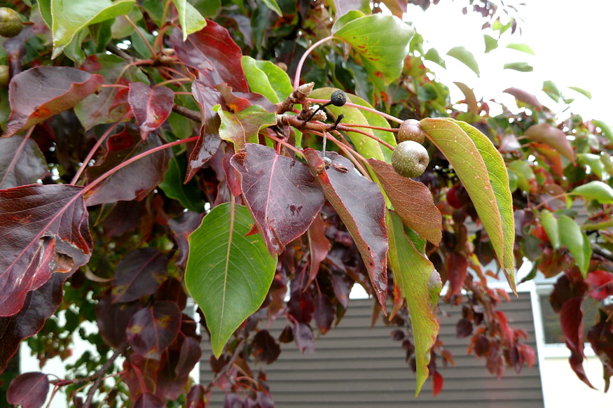 diszkortek elegans varosi fak 04