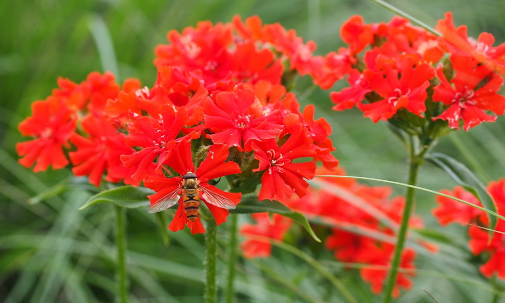 Égőszerelem – a kert lángoló vörös szívdobbanása
